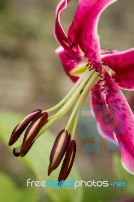 Red Lily Stock Photo