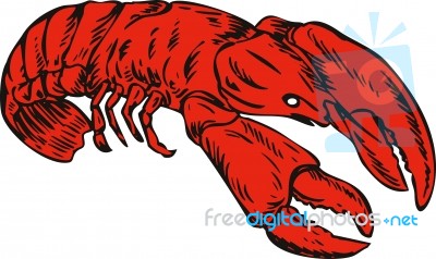 Red Lobster Stock Image