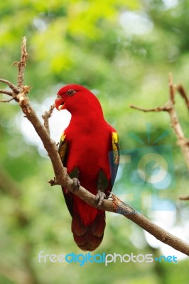 Red Lory Standing On A Tree Branch, Parrot Stock Photo