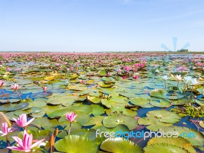 Red Lotus Field Lake In Harn Kumphawapi,udonthani,thailand Stock Photo