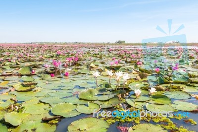 Red Lotus Field Lake In Harn Kumphawapi,udonthani,thailand Stock Photo