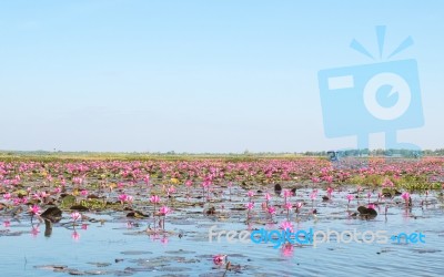 Red Lotus Field Lake In Harn Kumphawapi,udonthani,thailand Stock Photo