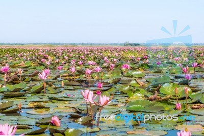 Red Lotus Field Lake In Harn Kumphawapi,udonthani,thailand Stock Photo