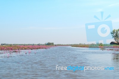 Red Lotus Field Lake In Harn Kumphawapi,udonthani,thailand Stock Photo