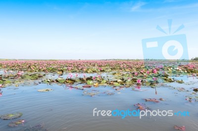 Red Lotus Field Lake In Harn Kumphawapi,udonthani,thailand Stock Photo