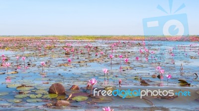 Red Lotus Field Lake In Harn Kumphawapi,udonthani,thailand Stock Photo