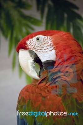 Red Macaw Stock Photo