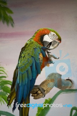 Red Macaw Stock Photo