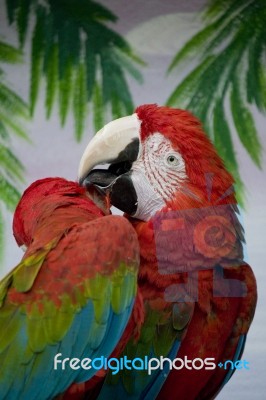 Red Macaw Stock Photo