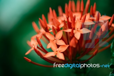 Red Macro Closeup Ixora Flower With Green Background Stock Photo