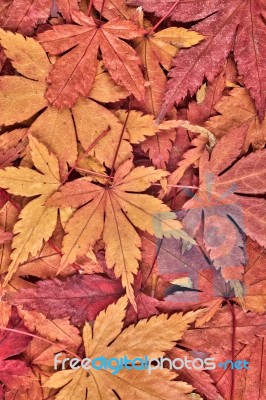 Red Maple Stock Photo