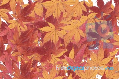 Red Maple Stock Photo