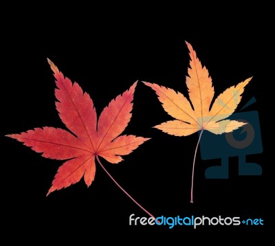 Red Maple Leaf Stock Photo