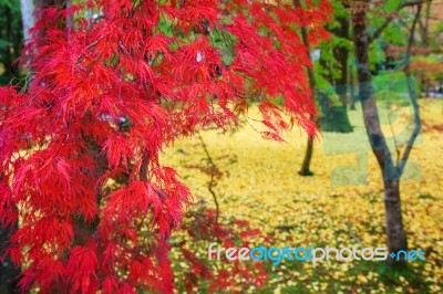 Red Maple Leaves At Eikando Temple In Kyoto Stock Photo