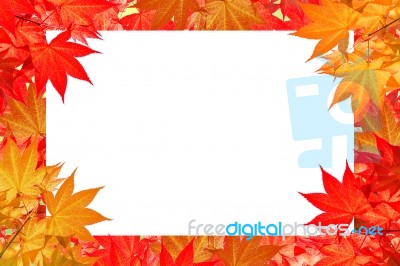 Red Maple Leaves Of Colorful Autumn With Space For Text Or Symbol Stock Photo