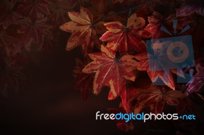 Red Maple Leaves Use As Multipurpose Natural Background Stock Photo