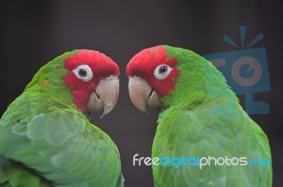 Red Masked Conure Stock Photo