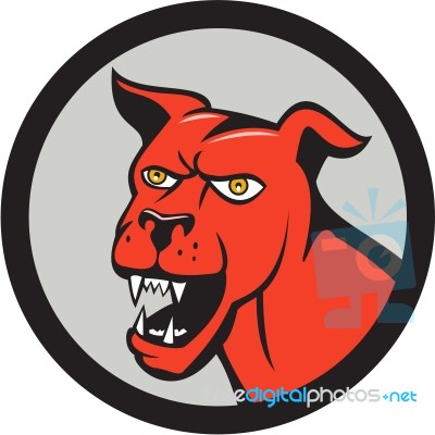 Red Mastiff Dog Mongrel Head Barking Circle Cartoon Stock Image