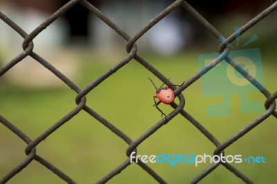 Red Mating Kapok Bug Stock Photo