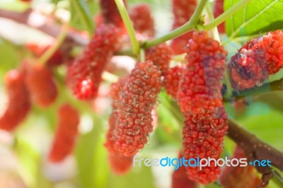 Red Mulberries On The Branch Stock Photo