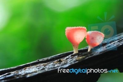 Red Mushroom Stock Photo