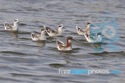 Red-necked Phalarope Stock Photo