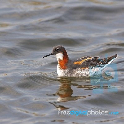 Red-necked Phalarope Stock Photo