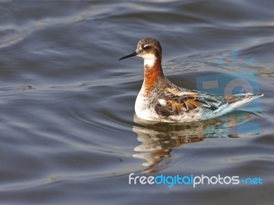 Red-necked Phalarope Stock Photo