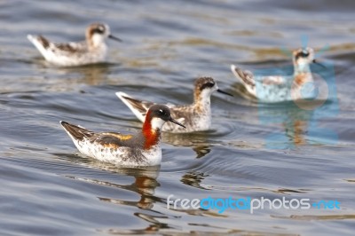 Red-necked Phalarope Stock Photo