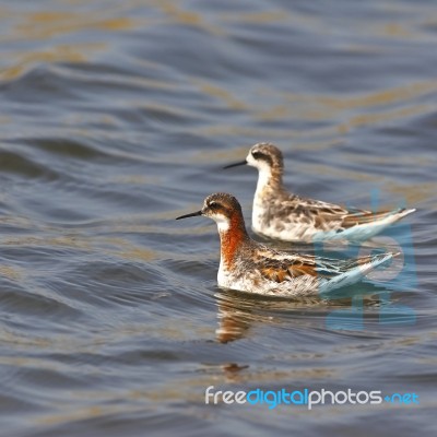 Red-necked Phalarope Stock Photo