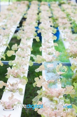 Red Oak Plants On Hydrophonic Farm Stock Photo