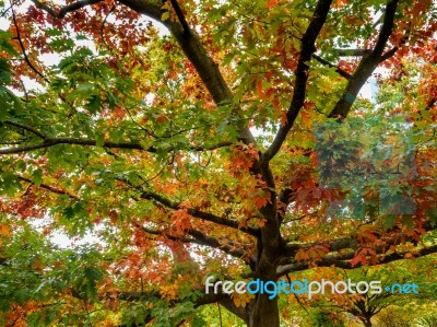 Red Oak Tree (querus Rubra) Stock Photo