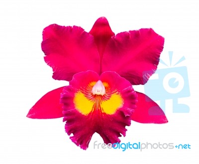 Red Orchid Isolated On White Stock Photo