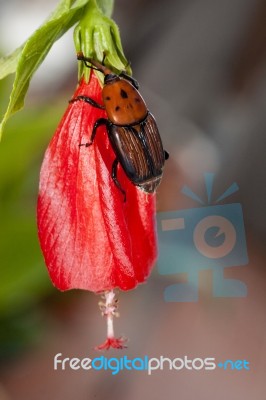 Red Palm Weevil Stock Photo