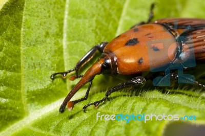 Red Palm Weevil Stock Photo