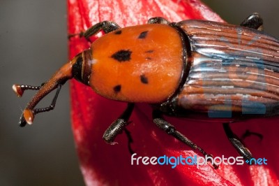 Red Palm Weevil Stock Photo