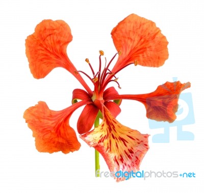 Red Peacock Flower Isolated On The White Background Stock Photo