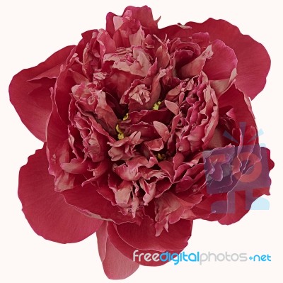 Red Peony Isolated Stock Photo