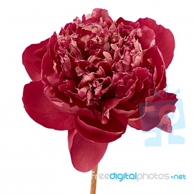 Red Peony Isolated Stock Photo