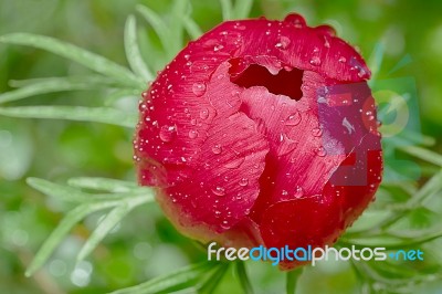 Red Peony With Dew Drops Stock Photo