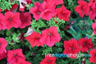 Red Petunias Stock Photo