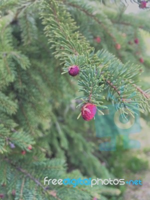 Red Pine Tree Fruit Stock Photo