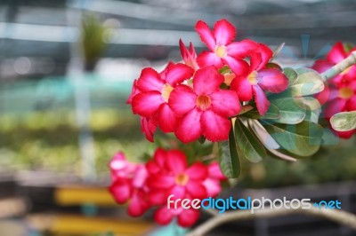 Red Pink Adenium In Plants Nursery Stock Photo