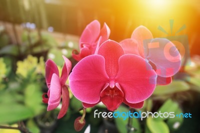 Red-pink Phalaenopsis Orchid Flowers Stock Photo