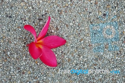 Red Plumeria Flower Stock Photo