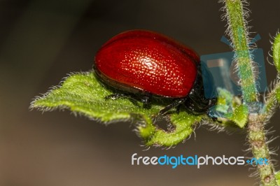 Red Poplar Leaf Beetle Stock Photo