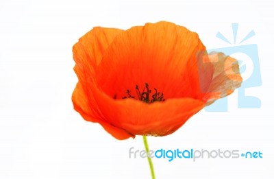 Red Poppy Stock Photo