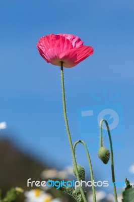 Red Poppy Stock Photo