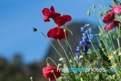 Red Poppy Stock Photo