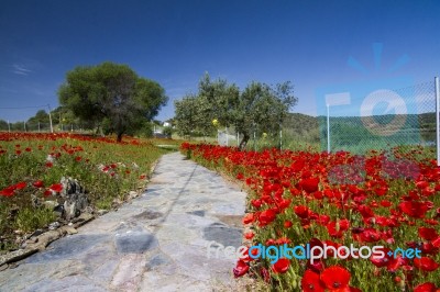 Red Poppy Flower Field Stock Photo